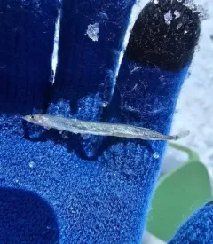 Arctic Sand Lance thumbnail 3