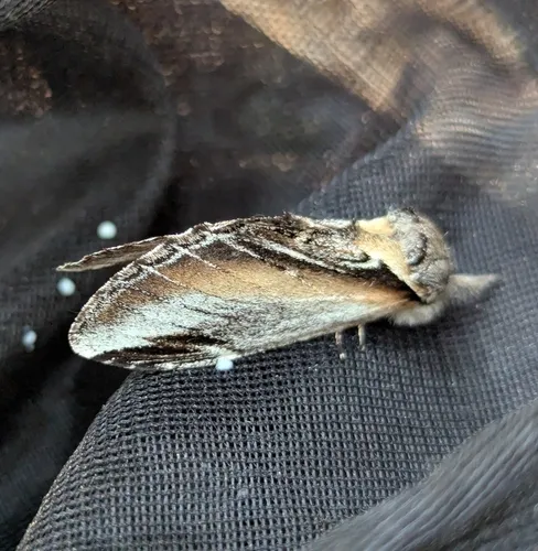 Pheosia californica