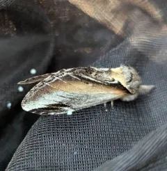 Pheosia californica thumbnail 1