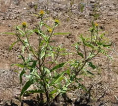 Cusick's Sunflower thumbnail 3