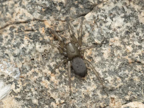 Gnaphosa californica