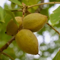 Butternut thumbnail 3
