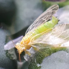 Cacopsylla negundinis thumbnail 4