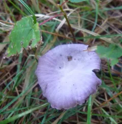 Gymnopus iocephalus thumbnail 4