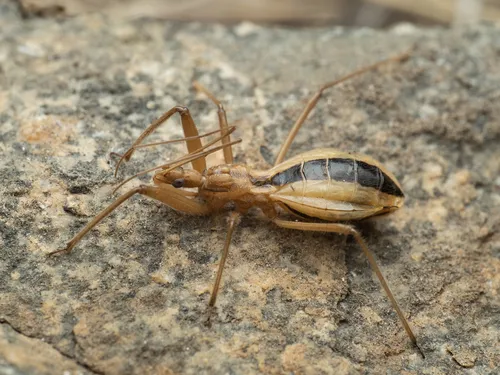 Fitchia spinosula