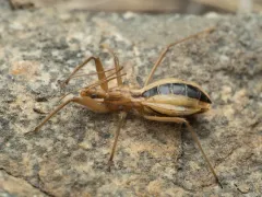 Fitchia spinosula thumbnail 1