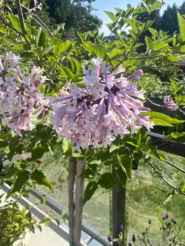 Syringa pubescens