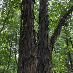 shagbark hickory thumbnail 3