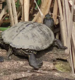 False Map Turtle thumbnail 4