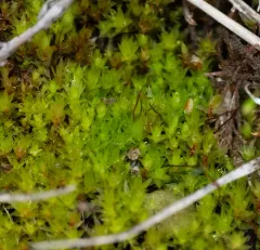 Long-leaved Thread Moss thumbnail 4