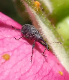 Strawberry blossom weevil thumbnail 4