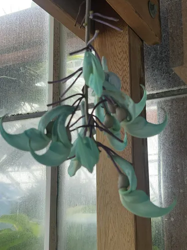 Jade Vine