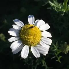 Sea Mayweed thumbnail 1