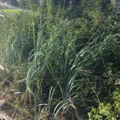American lyme grass thumbnail 1