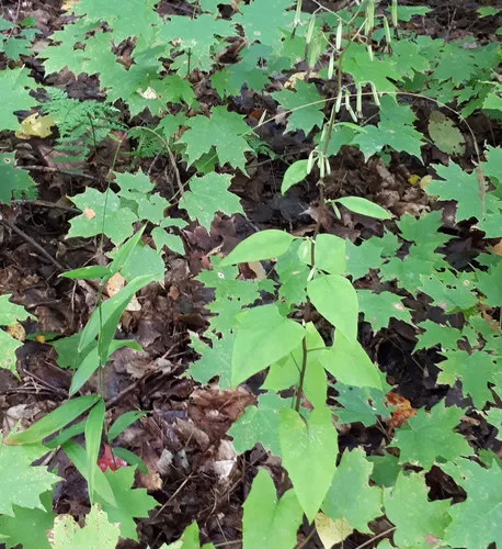 Northern Shorthusk