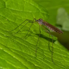 Pilaria quadrata thumbnail 4
