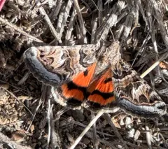 Drasteria howlandii thumbnail 3