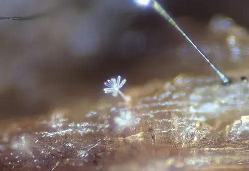 Dactylaria candidula