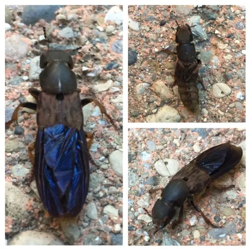 Brown Rove Beetle
