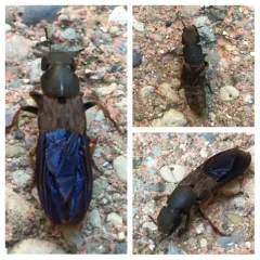 Brown Rove Beetle thumbnail 1