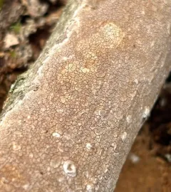 Glue Crust Fungus thumbnail 3