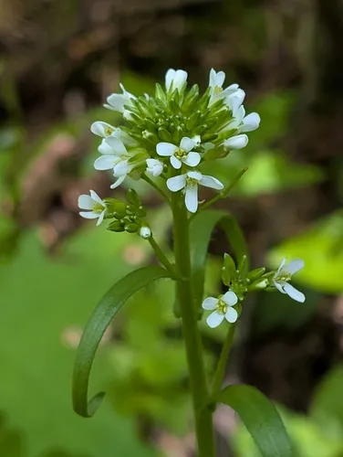 Eschscholtz's hairy rockcress