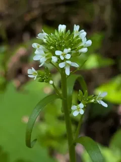 Eschscholtz's hairy rockcress thumbnail 1