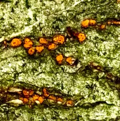 Chestnut Blight thumbnail 4