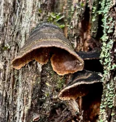 Oak Curtain Crust Fungus thumbnail 4