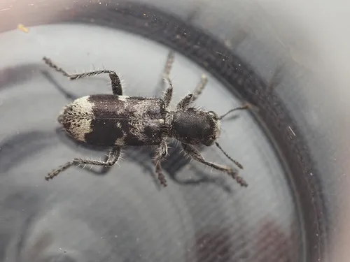 Blackbellied Clerid