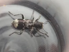 Blackbellied Clerid thumbnail 1
