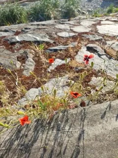 Prickly Poppy thumbnail 3