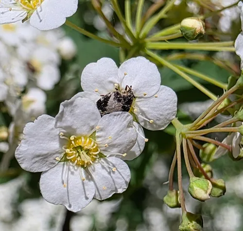 Anthrenus sophonisba