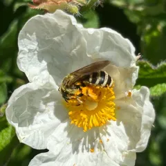 Wide-striped Sweat Bee thumbnail 4