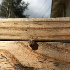 Brown Marmorated Stink Bug thumbnail 5