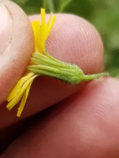 Beaked Hawkweed thumbnail 2