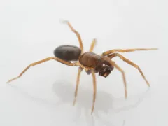 Scotinella pugnata thumbnail 1