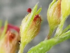 Thymeleaf Pinweed thumbnail 2