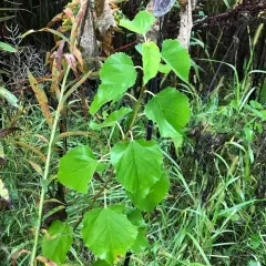 white mulberry thumbnail 3