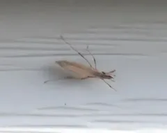 common stiltbug thumbnail 3