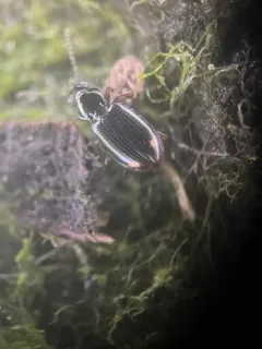 Bembidion siticum thumbnail 3
