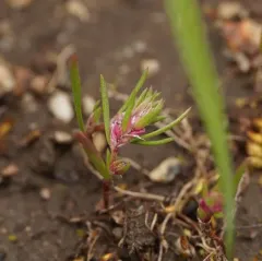 Milkwort Knotweed thumbnail 3