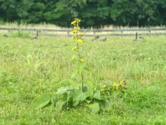 Indian Elecampane thumbnail 2