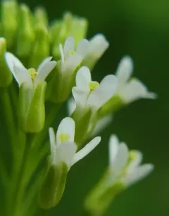 Slender Rockcress thumbnail 2