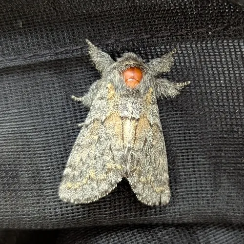 Banded Pebble Moth