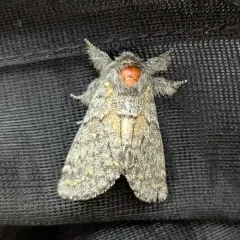 Banded Pebble Moth thumbnail 1