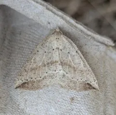 Thallophaga taylorata thumbnail 2
