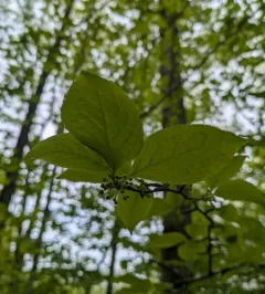 Mountain Winterberry thumbnail 1