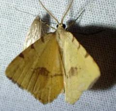 Macaria occiduaria thumbnail 4