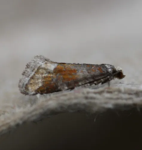 Western Pine Shoot Borer Moth